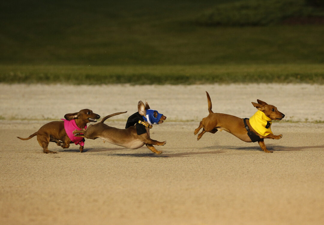 Dog Ticket Vip Wiener Dog VIP Tickets - Grand River Raceway