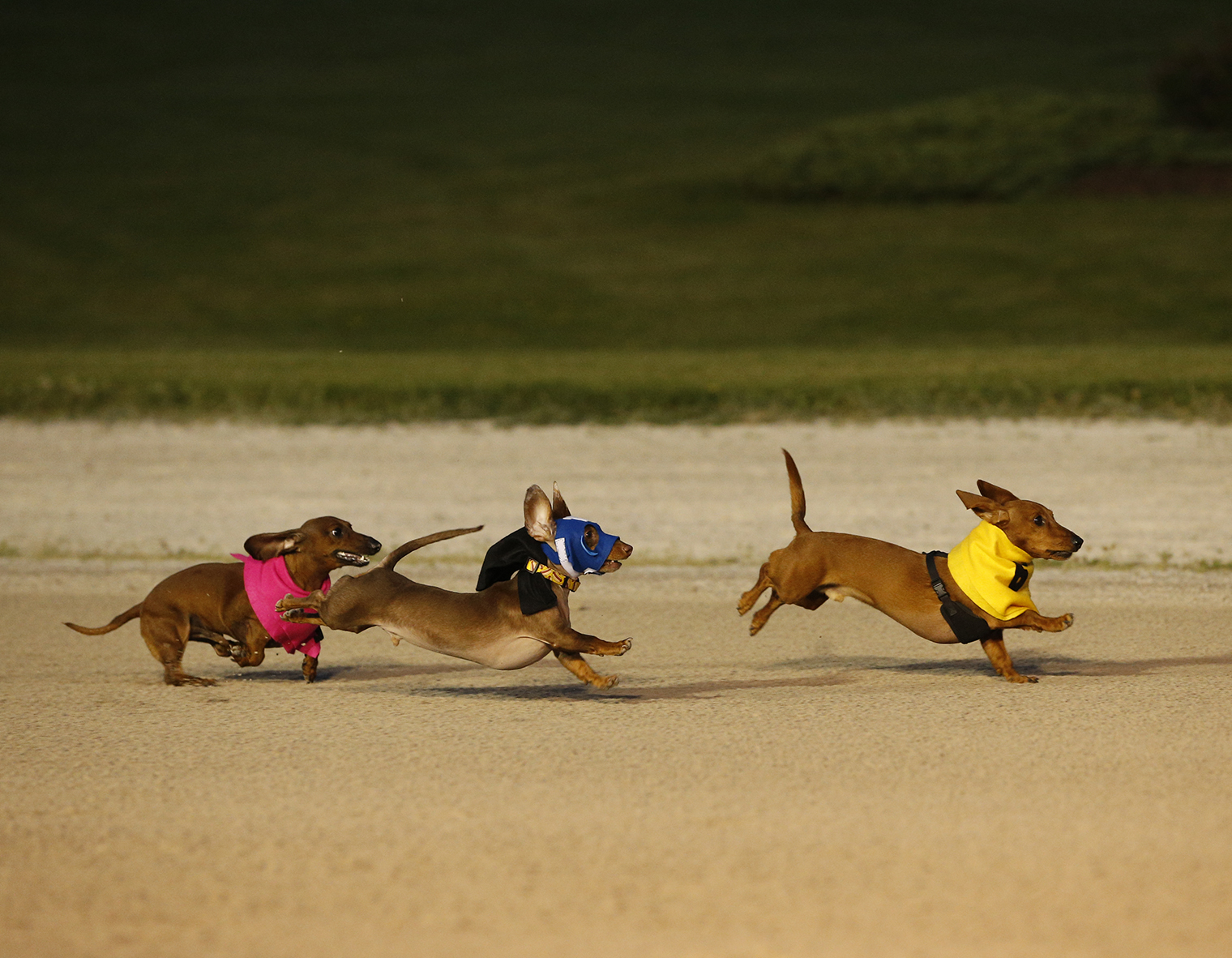 Wiener Dog Race Grand River Raceway