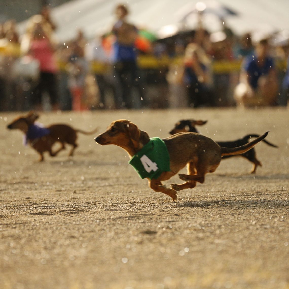 Wiener Dog Race 2023 Grand River Raceway