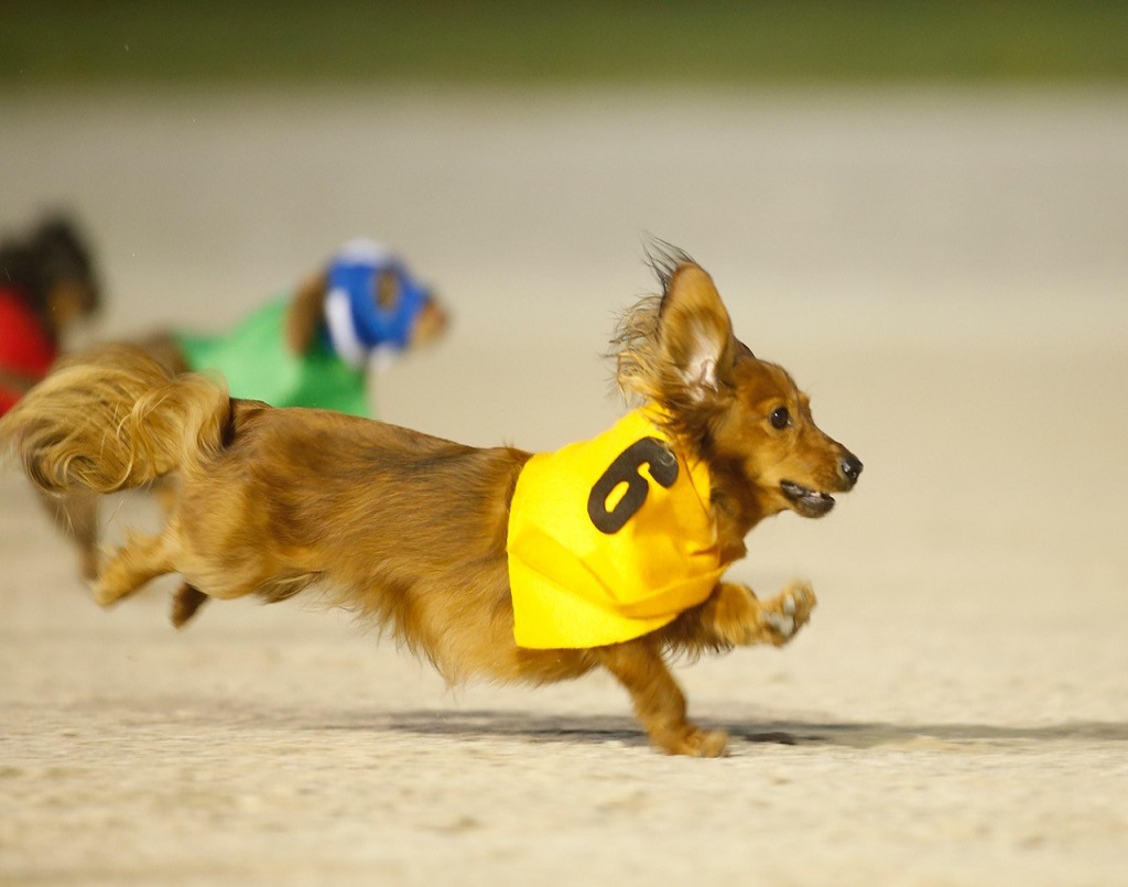 Wiener dog races are almost here! - Fort Erie Race Track