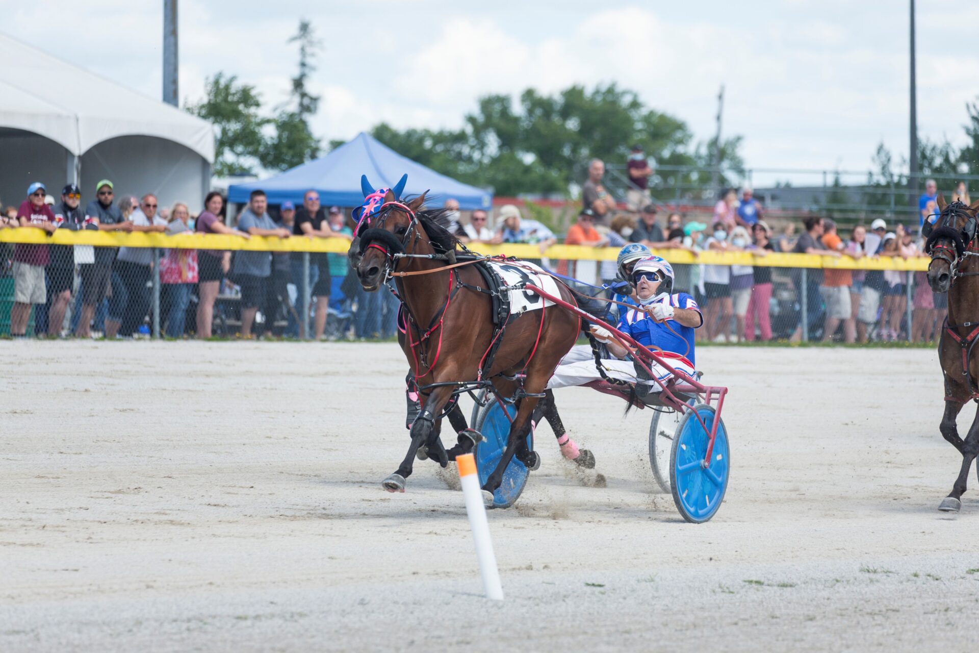 brown standardbred horse and driver racing in the lead