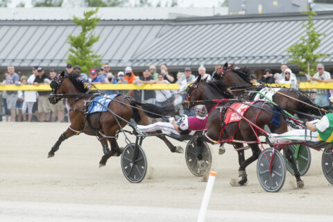 standardbred horses race around corner with fans cheering