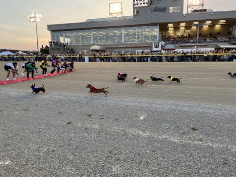 sunset with wiener dogs race to finish line with fans cheering