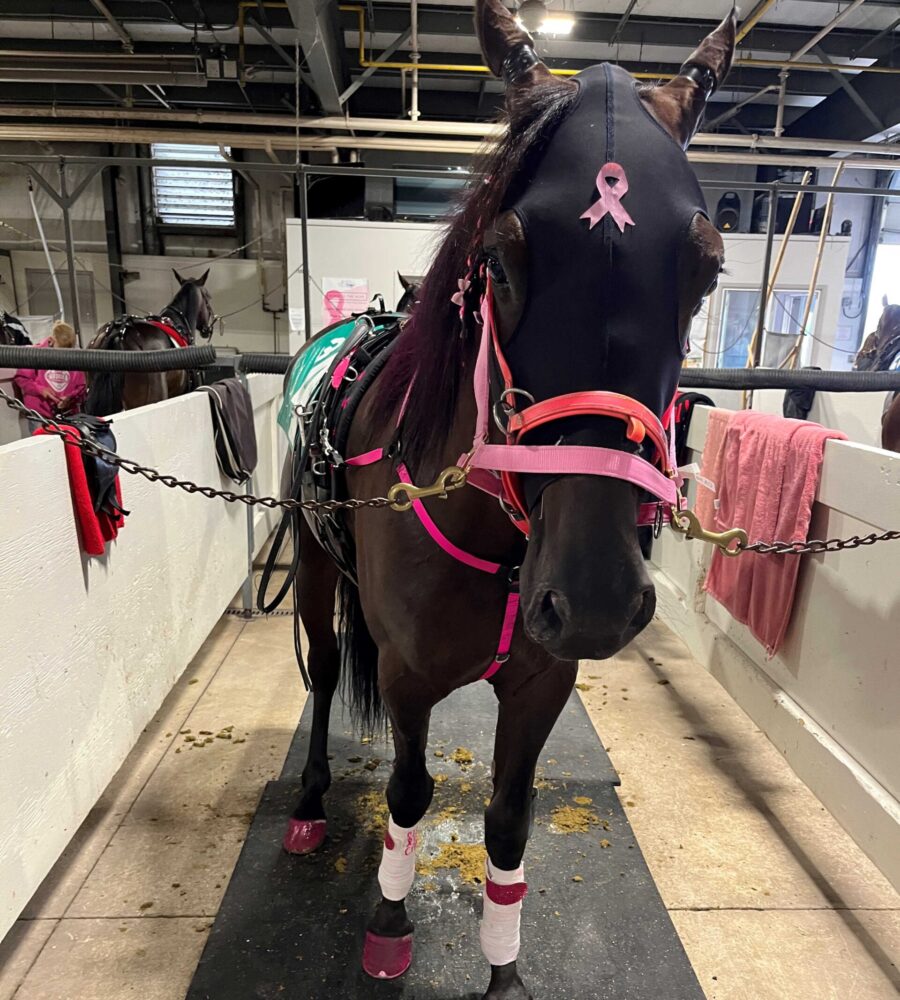 dark brown horse tied up in a barn stall with pink tack and a pink ribbon on forehead