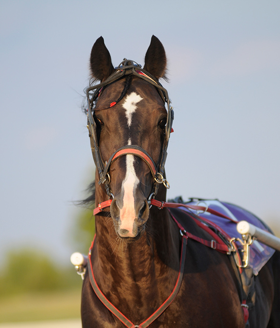 Battle Waterloo_TarponHanover