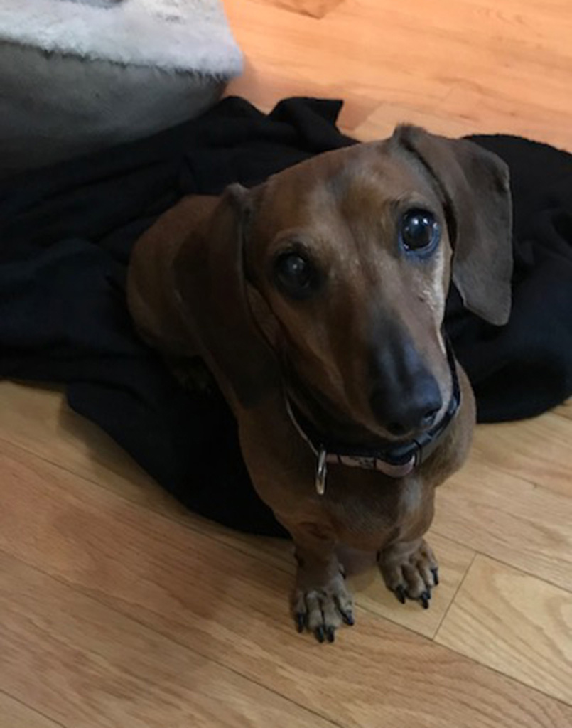 Wiener Dog Dalilah