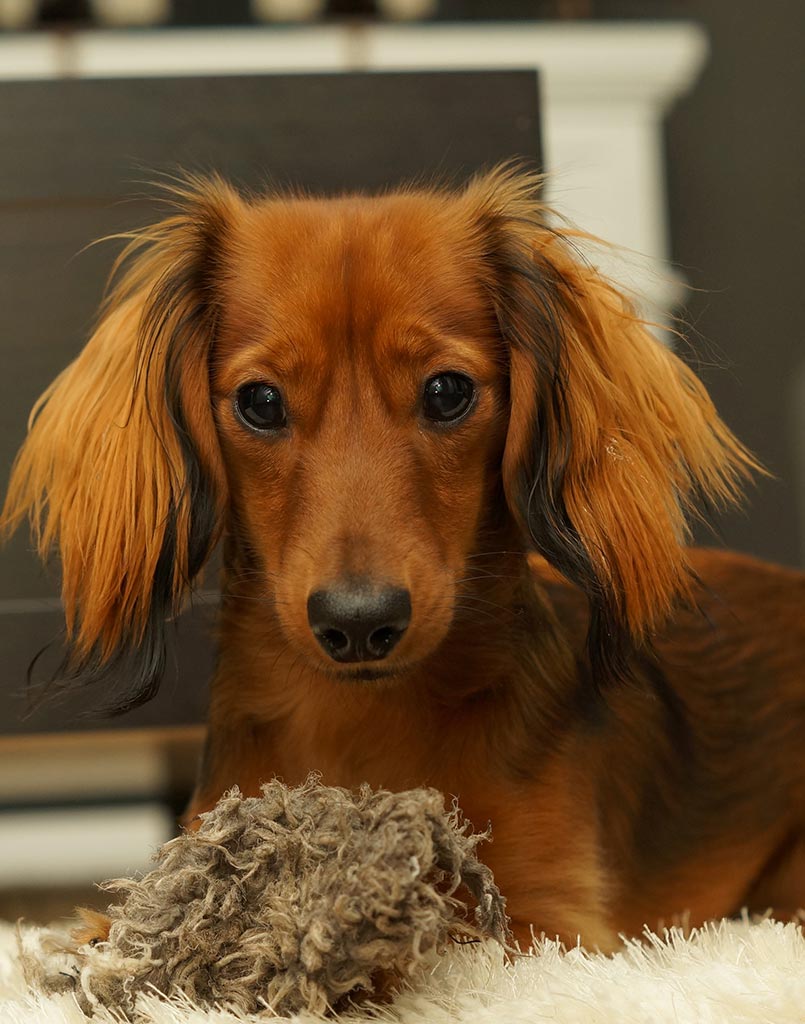 Wiener Dog Dashpig
