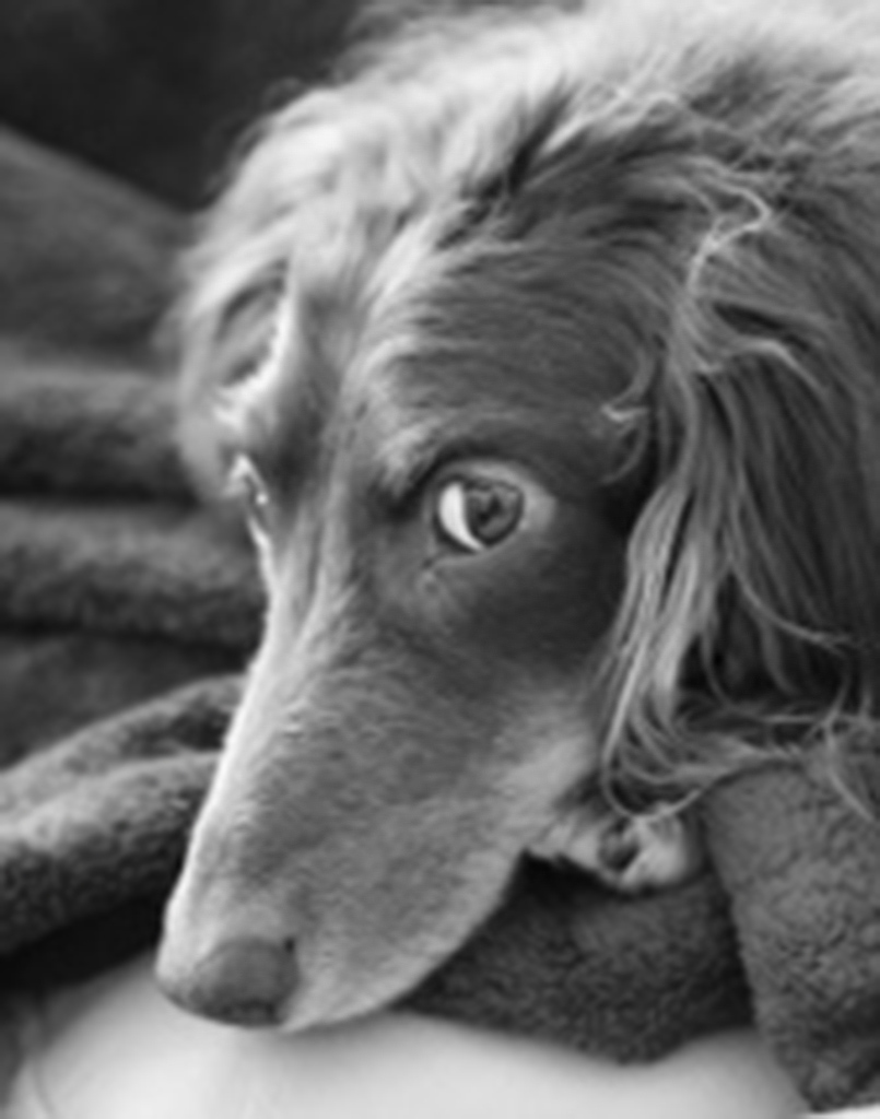 Wiener Dog Dexter