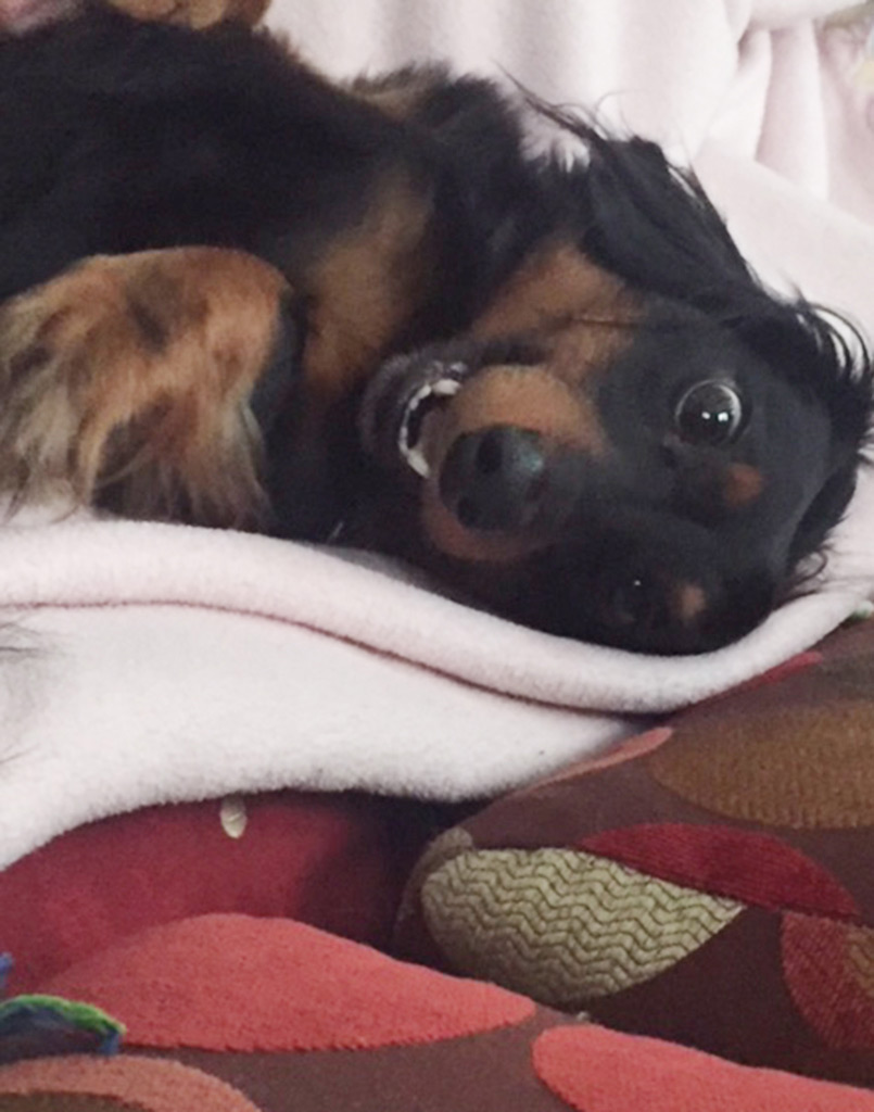 Wiener Dog Dominic