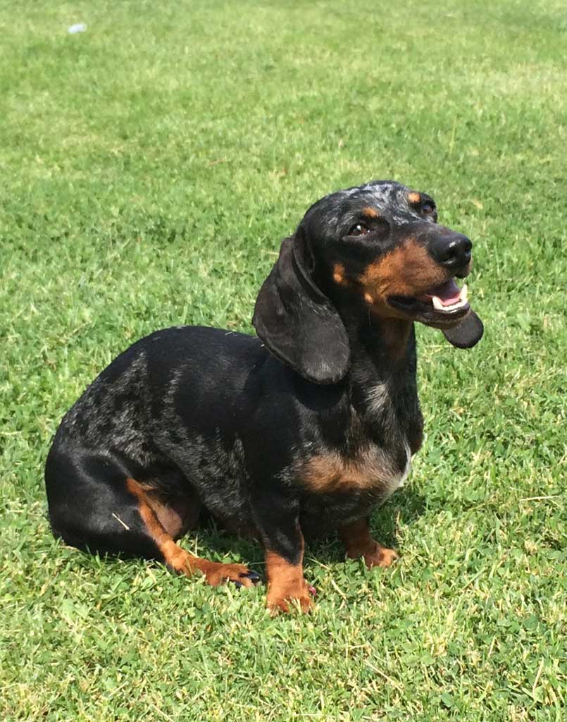Wiener Dog Froggy