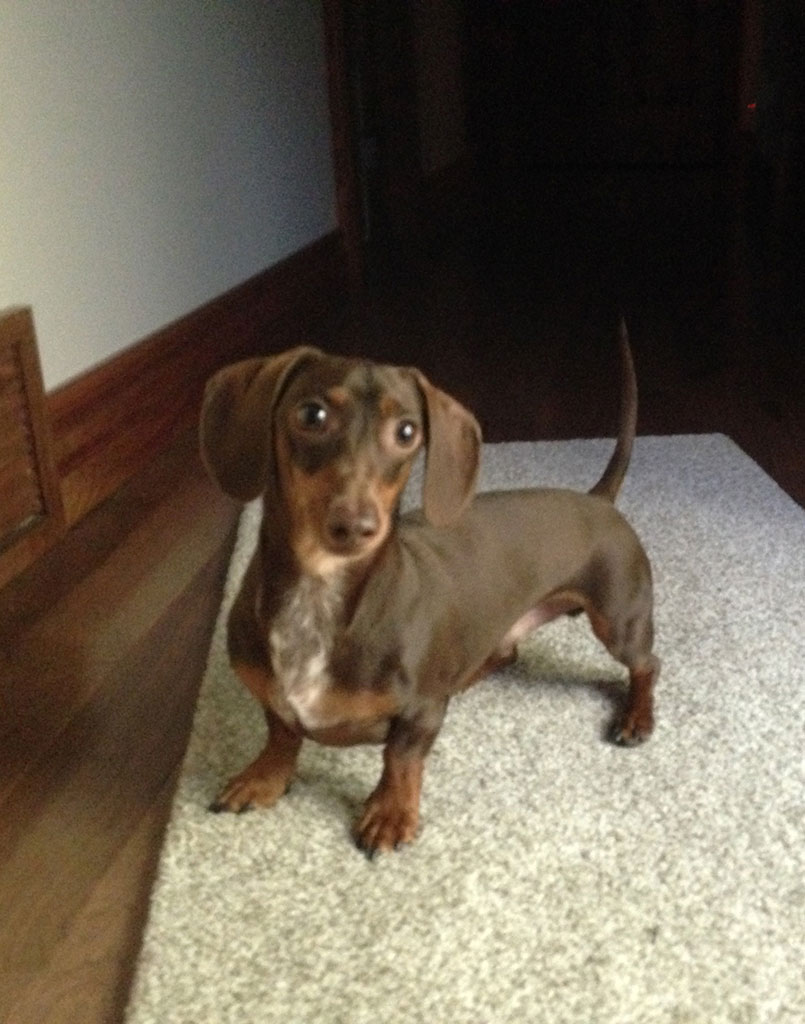 Wiener Dog Hershey