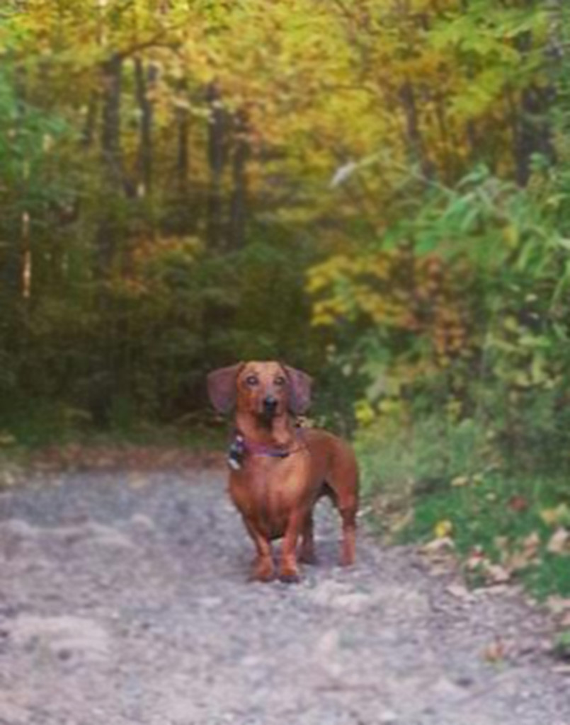 Wiener Dog Jackson