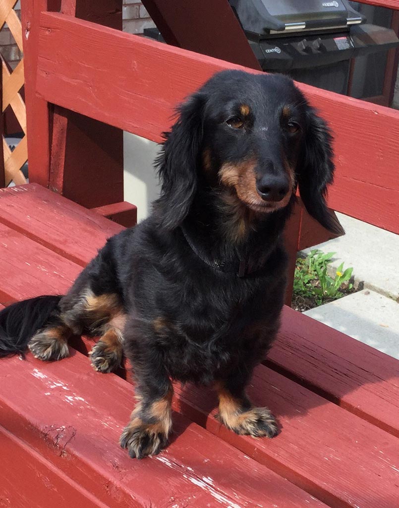 Wiener Dog Lady