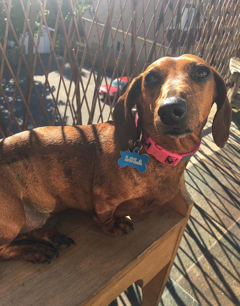 Wiener Dog Lola