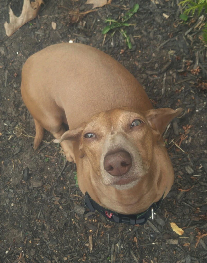 Pippin