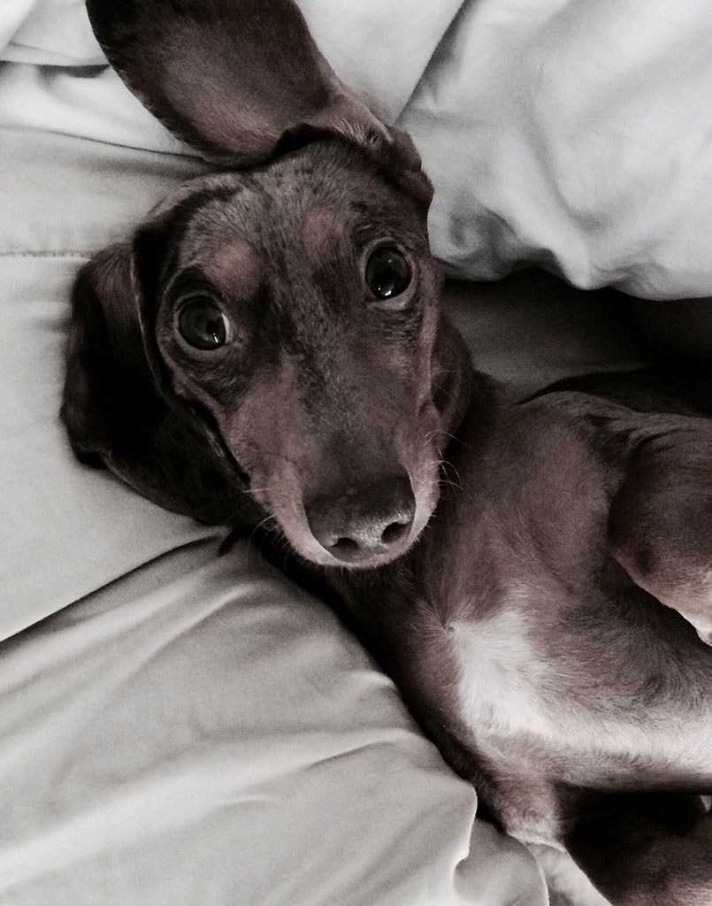 Wiener Dog Rumi