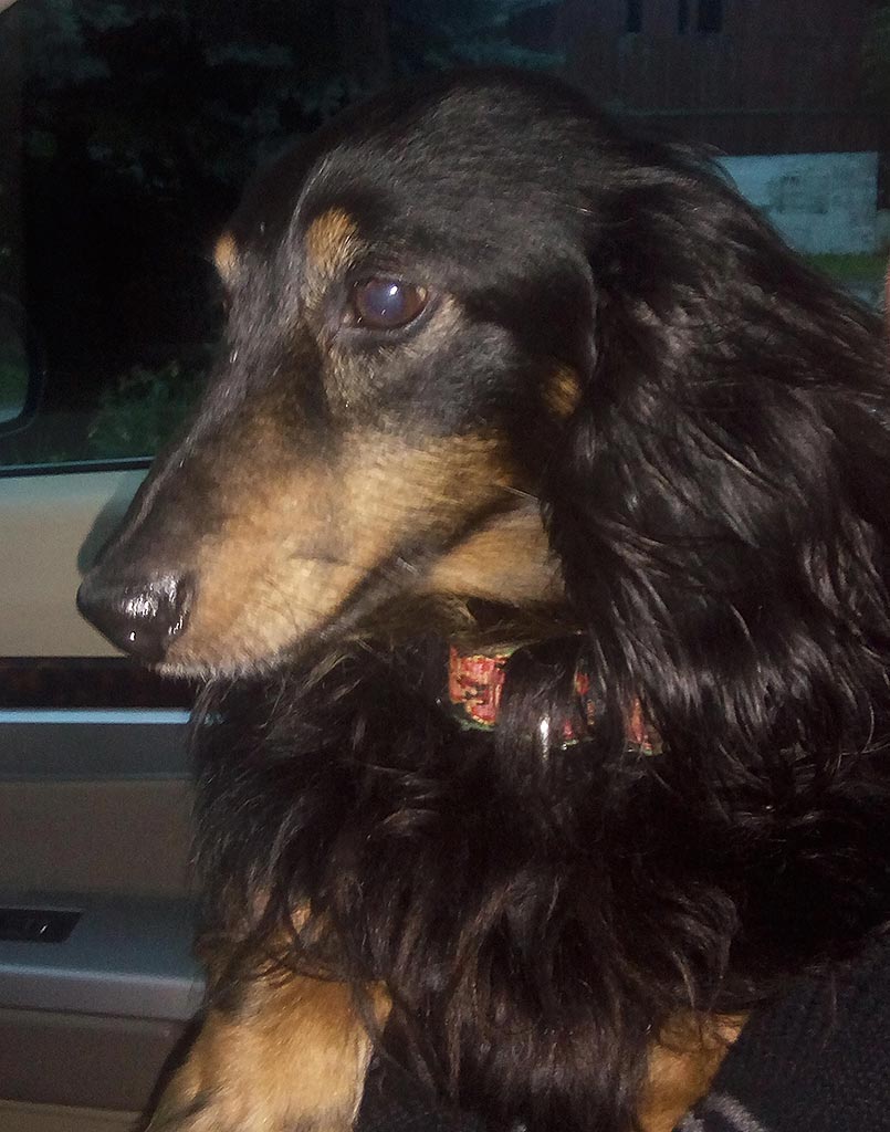 Wiener Dog Wilson